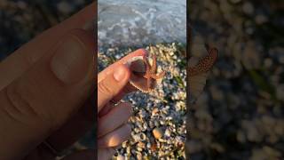 Mini shells amp a sea star in southwest Florida🐚⭐️ [upl. by Nimocks592]