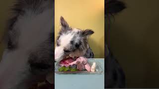 What does a 25pound Border Collie eat in a day  Meteorite Bian Mu dog eating broadcast [upl. by Subak]