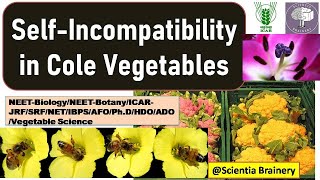 Self incompatibility in Brassica VegetablesSelf incompatibility typesplant breedingNEETICARNET [upl. by Caiaphas]