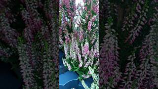 Calluna vulgaris Pyramid [upl. by Nimsay]