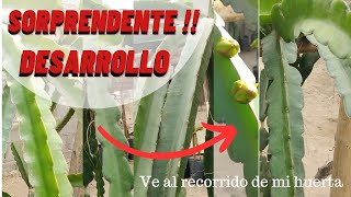 😯😯SORPRENDENTE‼️ DESARROLLO DE PITAHAYAS EN NUESTRA HUERTA😯😯 [upl. by Suhail715]