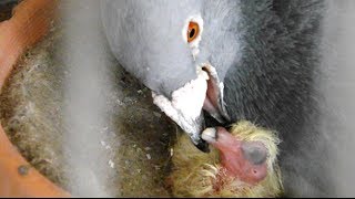 how pigeons feed a newborn pigeon [upl. by Oal417]