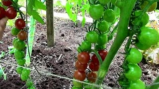 How to Prune Tomatoes for Earlier Harvests Higher Yields amp Healthier Plants [upl. by Gibbs]