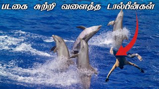 படகை சுற்றி வளைத்த டால்பின்கள் 🐬 Dolphins surrounded the boat dolphin fishing fisherman shorts [upl. by Avitzur]