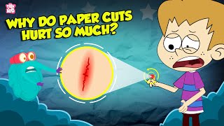 Why Do Paper Cuts Hurt So Much  How Does Your Brain Respond to Pain  The Dr Binocs Show [upl. by Geralda]