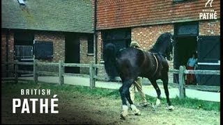 Hackney Horses 1959 [upl. by Wilda]