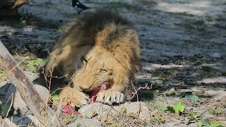 The Strongest LION PRIDE in Luangwa Valley  National Geographic Documentary [upl. by Gnahc]