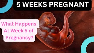 Pregnancy At Week 5  Pregnancy Week By Week  Wholesome Parenting [upl. by Octavia]