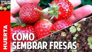 Cómo conseguir y germinar semillas de Fresas Cultivo de fresas  Parte 1 cosasdeljardin [upl. by Tita]