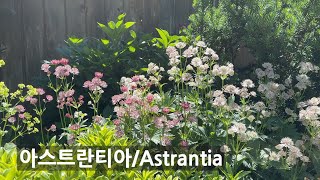 아스트란티아Astrantia major 노지월동  다년생 오래 피는 야생화 Small Garden in Vancouver [upl. by Hope]