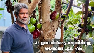 43 വെറൈറ്റി മരമുന്തിരിയുമായി ഒരു അടിപൊളി മരമുന്തിരി ഫാംjaboticabal exoticexoticplantsInKerala2023 [upl. by Wachtel]