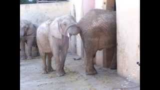 Two disgusting elephants [upl. by Laurie]