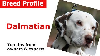 Dalmatian Dog Breed Guide [upl. by Adriane]