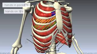 Muscles of the Thoracic Wall  3D Anatomy Tutorial [upl. by Ajam]