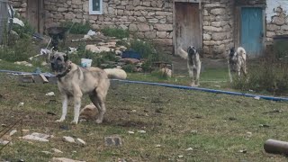 AZAP ŞUAN İSTESİN AZATI İKİYE BÖLER YERDEN KALDIRMAZ ÇÜNKÜ O HALA BİR EFSANE [upl. by Dyana]