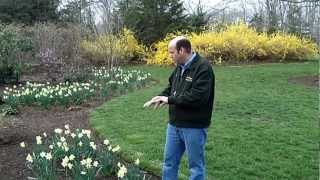 How to Naturalize with Daffodils  Planting Daffodils [upl. by Sal]