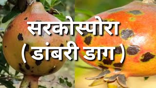 डाळींबावरील सरकोस्पोरा डांबरी डाग नियंत्रण Pomegranate Control of Cercospora fungus [upl. by Anohs459]