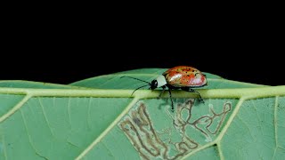 Familia chrysomelidae Coleoptera [upl. by Hollis]