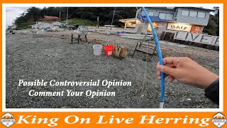 King Salmon On Live Herring  Controversial Opinion  Comment Your Opinion  dansSawfish5604 [upl. by Alue]