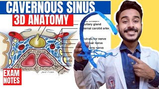 Cavernous Sinus Anatomy 3D  relations of cavernous sinus  tributaries of cavernous sinus anatomy [upl. by Novyart353]