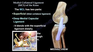 Medial Collateral Ligament Of The Knee  Everything You Need To Know  Dr Nabil Ebraheim [upl. by Orna]