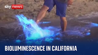 California Bioluminescent waves form as sea plankton appearances become more regular [upl. by Aikat]