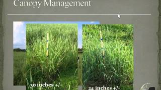 Using Native Grasses for Livestock in the Eastern US [upl. by Ultun]