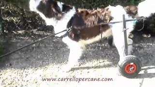 carrelli per cani  Ausili per animali disabili [upl. by Alrep]