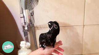 Two Parrots Take Showers And Talk Up A Storm Owners Are In Stitches  Cuddle Buddies [upl. by Yekcin]