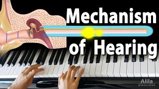 Mechanism of Hearing Animation [upl. by Einallem]