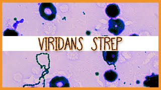 Viridans Streptococci S Mutans S Mitis S Sanguinis [upl. by Derrek]