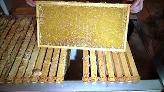 How Do I Extract Honey A quick tour [upl. by Armillda]