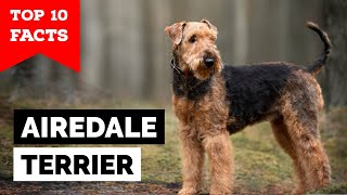 Airedale Terrier  Top 10 Facts [upl. by Mcclenaghan995]