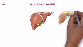 أربطه الكبد  liver ligaments [upl. by Baniez]