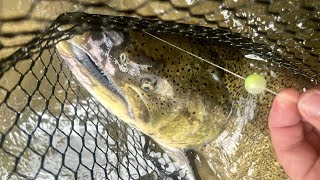 Float Fishhing For Brown Trout and King Salmon  Michigan Riverfishing for Trout amp Salmon [upl. by Dempsey]