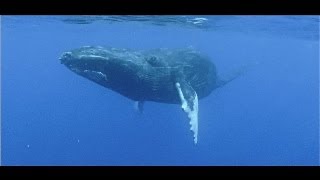 Agressive whale mating behaviour on film  Titans of the Pacific [upl. by Ednew]