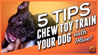 5 Tips to Chew Toy Train your Dog wOlive  Chew Toy Training [upl. by Yanel227]