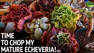 85 Propagating mature echeveria from START to FINISH [upl. by Irisa440]