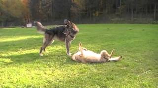 Czechoslovakian amp American Wolfdog playin´  Tschechoslowakischer amp Amerikanischer Wolfhund spielen [upl. by Eirok]