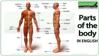 Parts of the body in English  Learn English Vocabulary [upl. by Rufford]