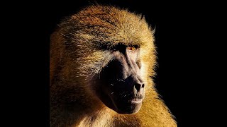 Secrets of Baboon Life Social Bonds amp Survival [upl. by Lulita]