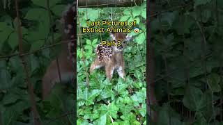 Last Pictures of Extinct Animals 😨 pt 3 shorts travel viral explore adventure animals [upl. by Brenza]