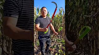 Super Fast Agricultural Tools for Rural Farmer  Corn Farming Tools shorts youtubeshorts [upl. by Noemad]