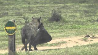 hyena with elephants ear2 [upl. by Nylitsirk]