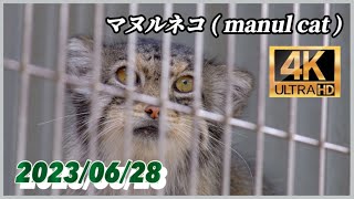 【高画質】マヌルネコ  manul cat  20230628 〜 水曜日【東山動物園】 [upl. by Ys]