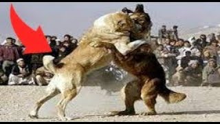 Mastin tibetano capas de Derrotar aun Poderoso Kangal Mastin vs kangal [upl. by Keener274]