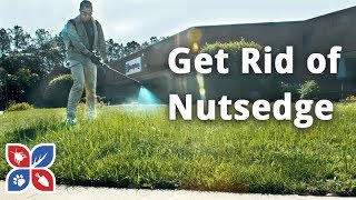 How to Get Rid of Nutsedge  Lawn Care Tips  DoMyOwncom [upl. by Yorle223]