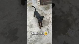 time flies to fast 🥺 rottweiler cute emotional talkingdog cuterottweiler shorts viral [upl. by Anaic]