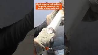 ¡Heroico rescate en Querétaro Cachorrito🐾🐶 es salvado tras quedar atorado en tubería [upl. by Idolla917]