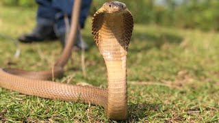 Monocled Cobra Releasing into wild  Pokhara 🇳🇵 [upl. by Ysset]